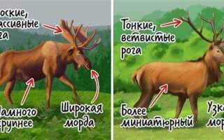 Чем отличается восьмиклоп от шеснаря