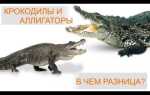 Ваи и гаи в чем разница