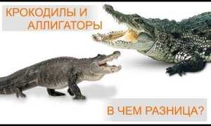 Ваи и гаи в чем разница