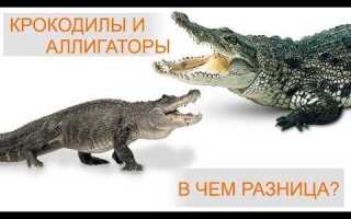 Ваи и гаи в чем разница