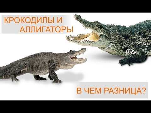 Ваи и гаи в чем разница