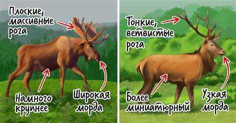 В каких типах велосипедов используют восьмиклоп, а в каких – шеснарь
