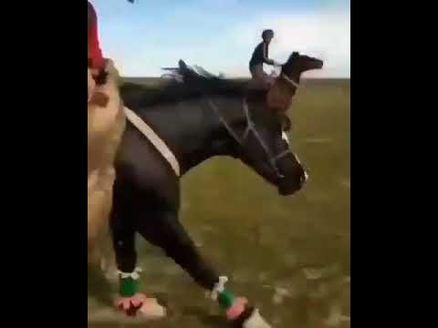 Сколько лошадиных сил у кабана