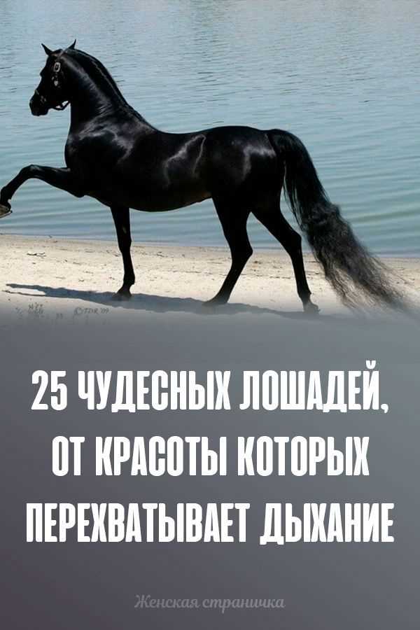 Сколько лошадиных сил развивает велосипедист на разных дистанциях
